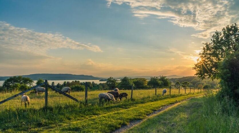 Montana View Ranch